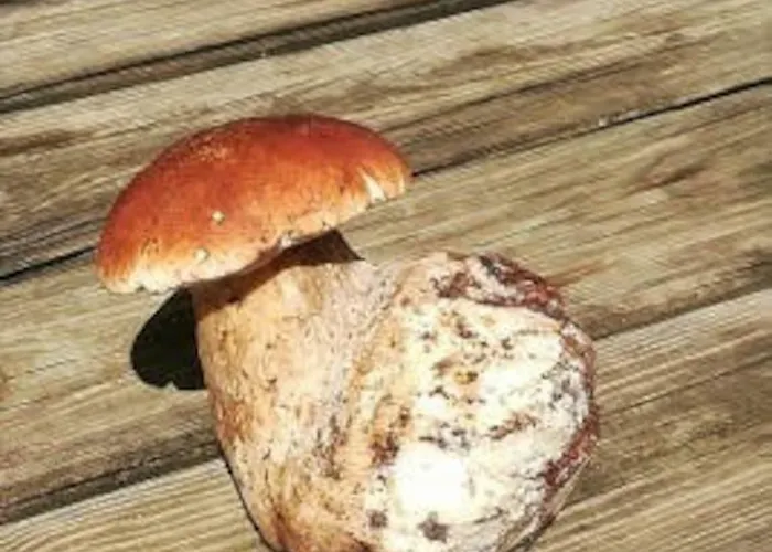 A La Campagne Andre De Chalencon Accommodatie bij particulieren *